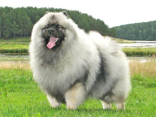 Keeshond dog pictures