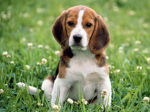American Foxhound dog pictures
