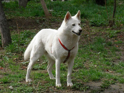 Korean Jindo  dog