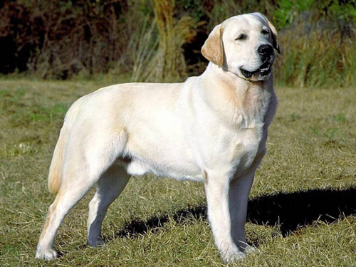 Labrador Retriever perro de raza