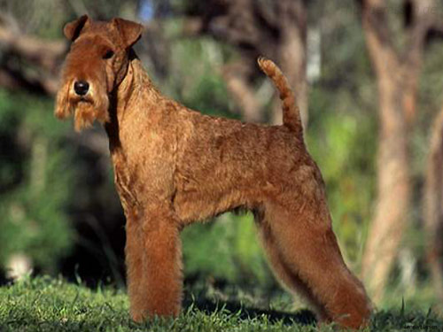 Lakeland Terrier dog pictures