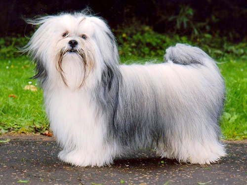 Lhasa Apso dog pictures