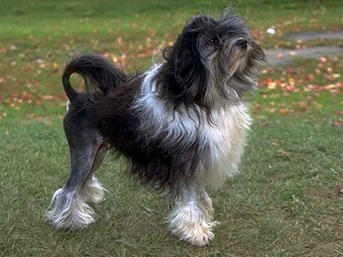 Lowchen dog