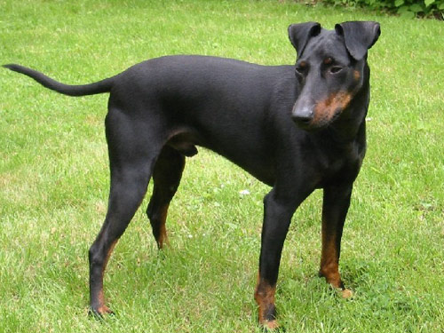 Manchester Terrier dog pictures