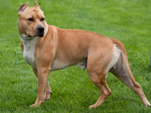 American Staffordshire Terrier dog pictures