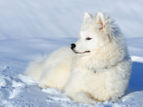 Miniature American Eskimo  dog