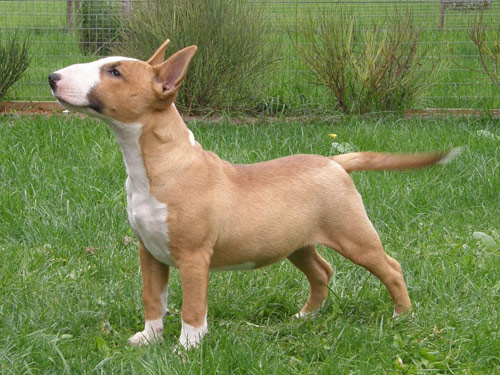 Miniature Bull Terrier dog