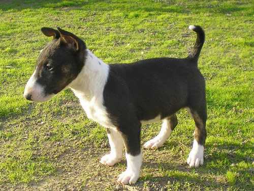 Miniature Bull Terrier dog pictures