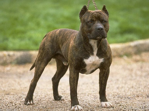 American Staffordshire Terrier dog pictures