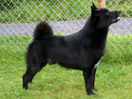 Norwegian Buhund dog pictures