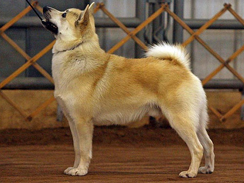 Norwegian Buhund dog