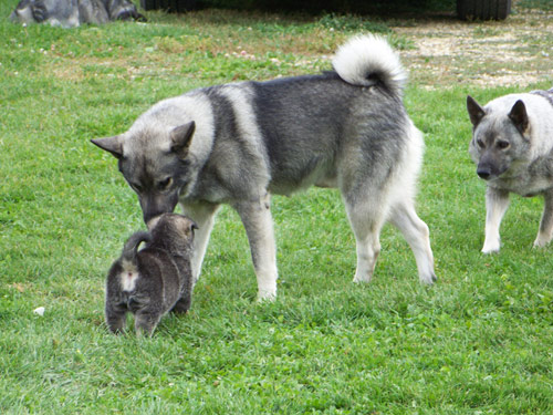 Norwegian Elkhound dog