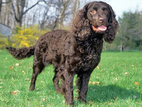 American Water Spaniel dog pictures