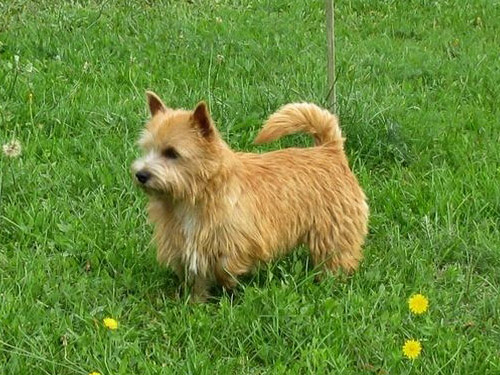 Norwich Terrier dog pictures