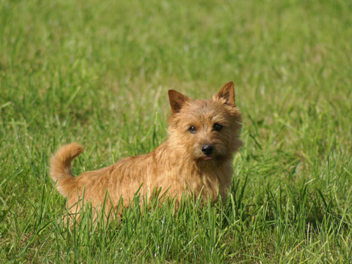 Norwich Terrier dog pictures