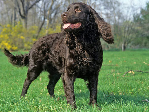 American Water Spaniel dog pictures