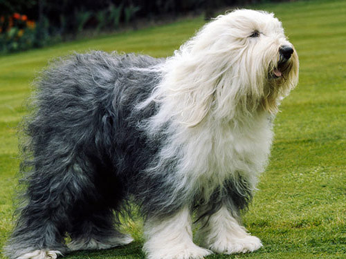 Old English Sheepdog dog