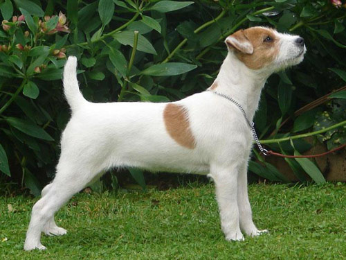 Parson Russell Terrier dog pictures