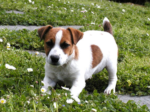 Parson Russell Terrier dog pictures