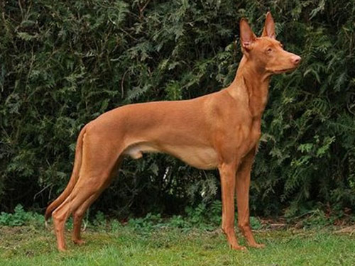 Pharaoh Hound dog