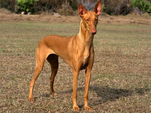 Pharaoh Hound dog pictures