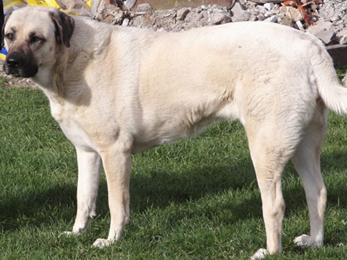 Anatolian Shepherd dog pictures
