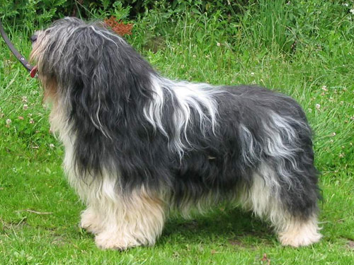 Polish Lowland Sheepdog dog