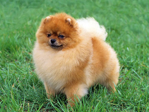 Pomeranian dog pictures