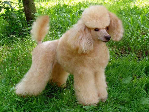 Poodle dog pictures