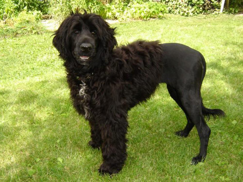 Portuguese Water dog pictures