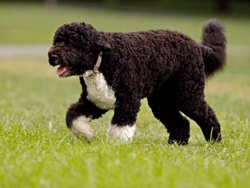 Portuguese Water dog pictures