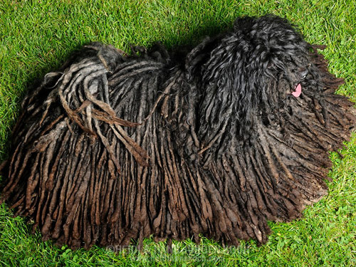 Puli dog pictures