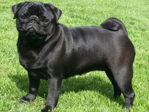 Pug dog pictures