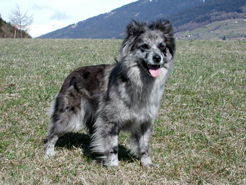 Pyrenean Shepherd dog pictures