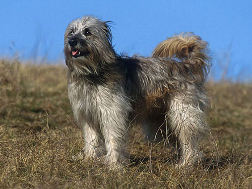 Pyrenean Shepherd dog