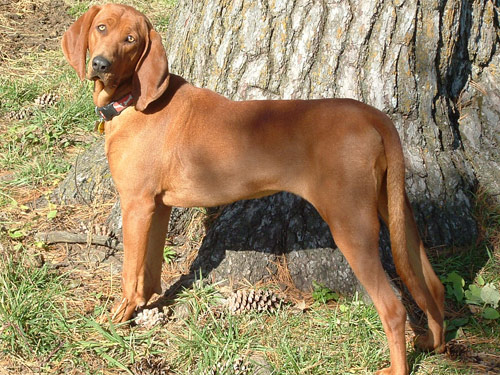 Redbone Coonhound dog pictures