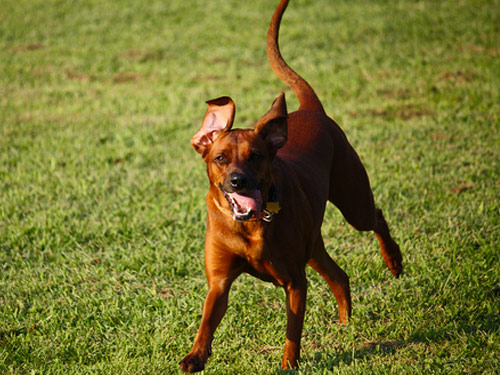 Redbone Coonhound dog pictures