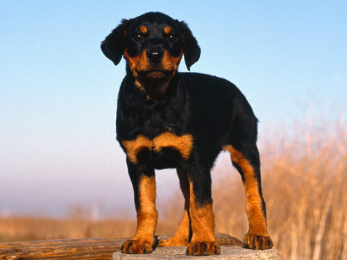 Rottweiler dog pictures