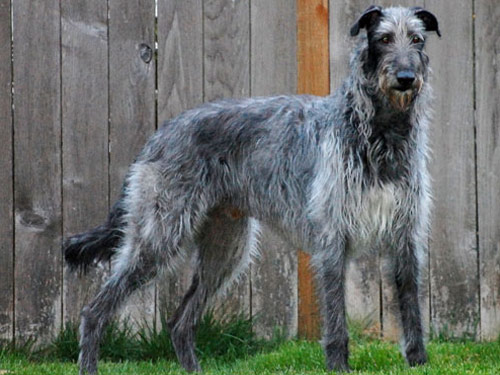 Scottish Deerhound dog pictures