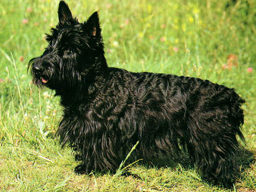 Scottish Terrier dog