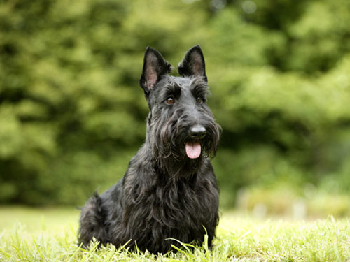 Scottish Terrier anjing ras