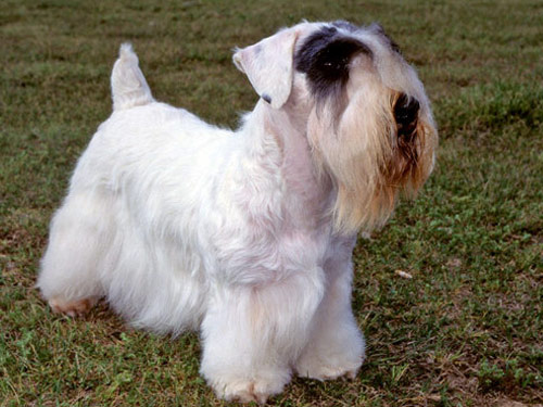 Sealyham Terrier dog pictures