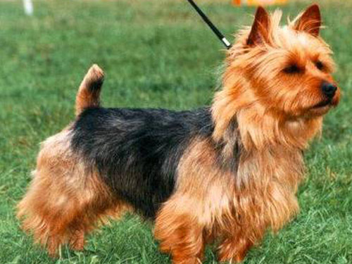 Australian Terrier dog