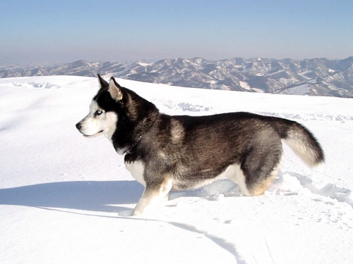 Siberian Husky dog pictures