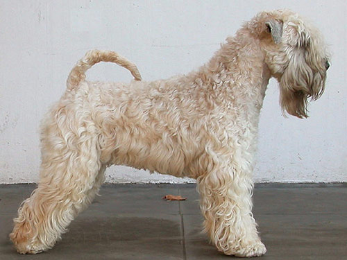 Soft Coated Wheaten Terrier dog pictures