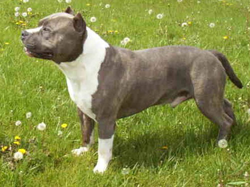 Staffordshire Bull Terrier dog pictures