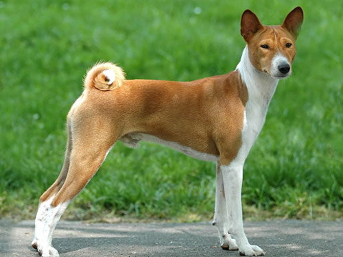 Basenji dog pictures