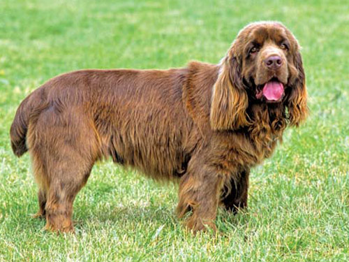 Sussex Spaniel dog