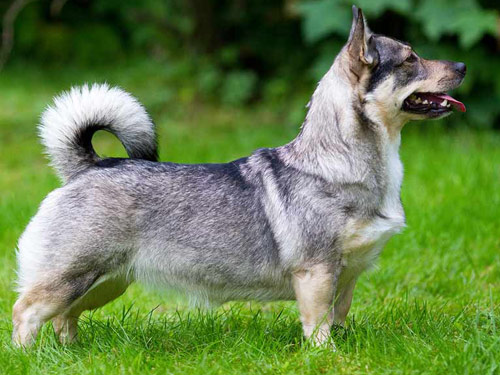 Swedish Vallhund dog pictures