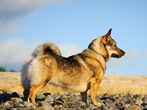 Swedish Vallhund dog pictures